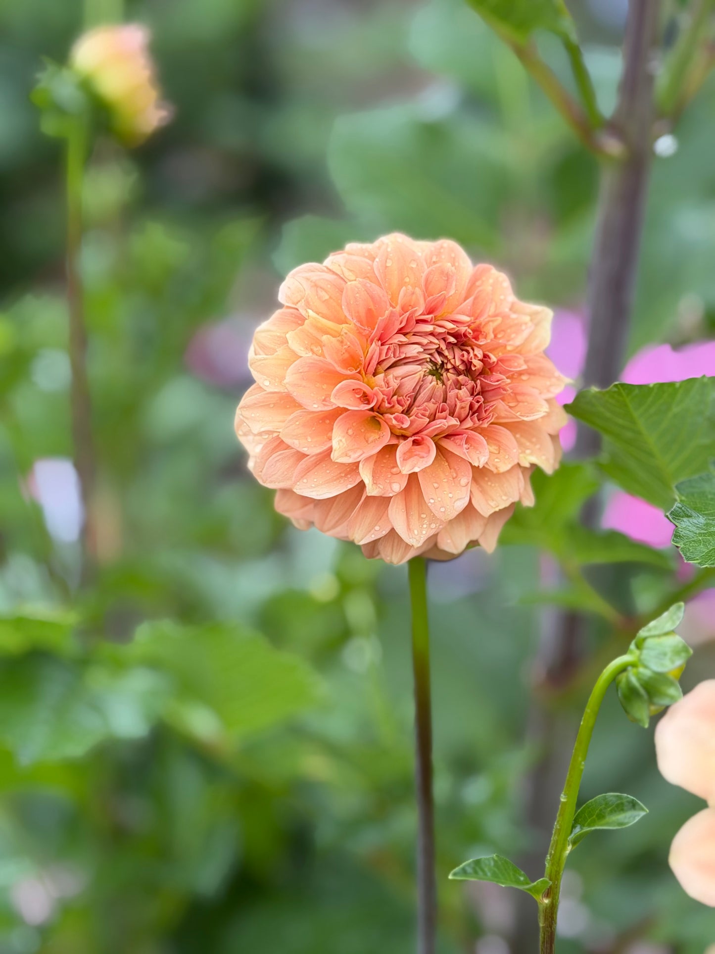 Florelie Nectar