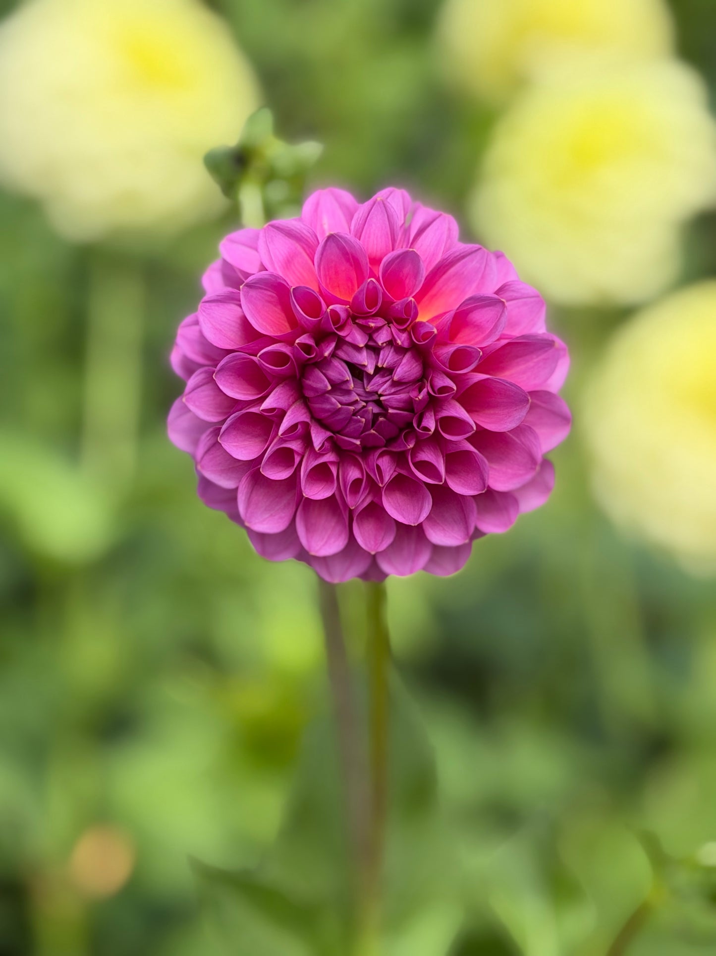 Florelie Lizzie Lou