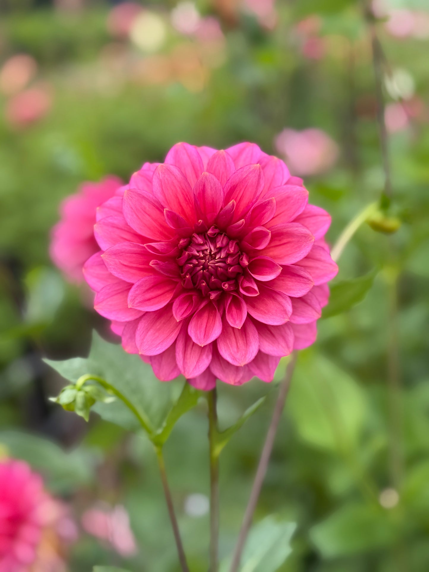 Florelie Guava