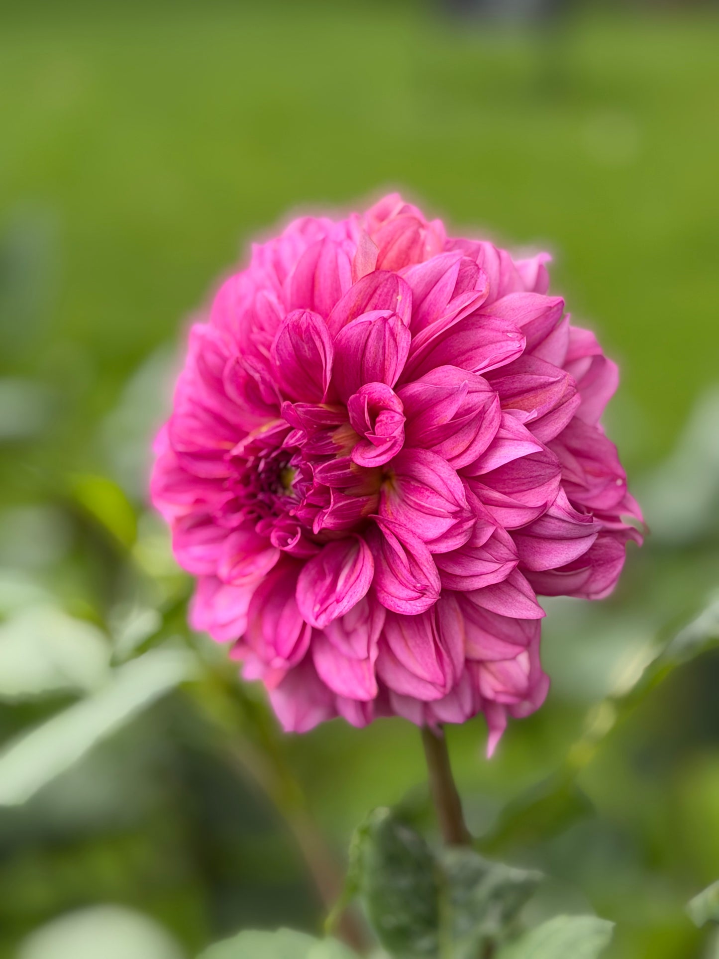 Lileah Pink Petticoats