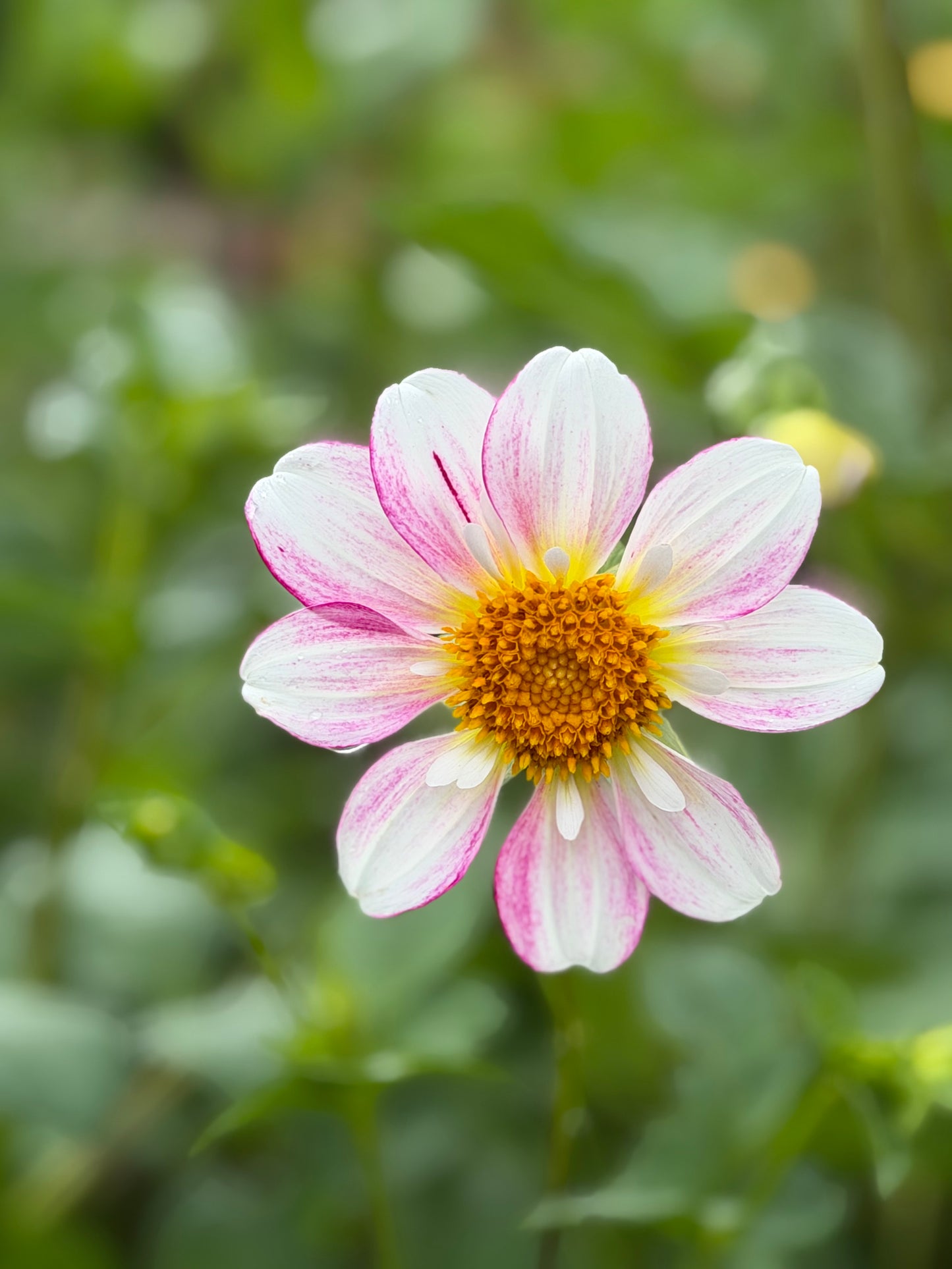 Summit