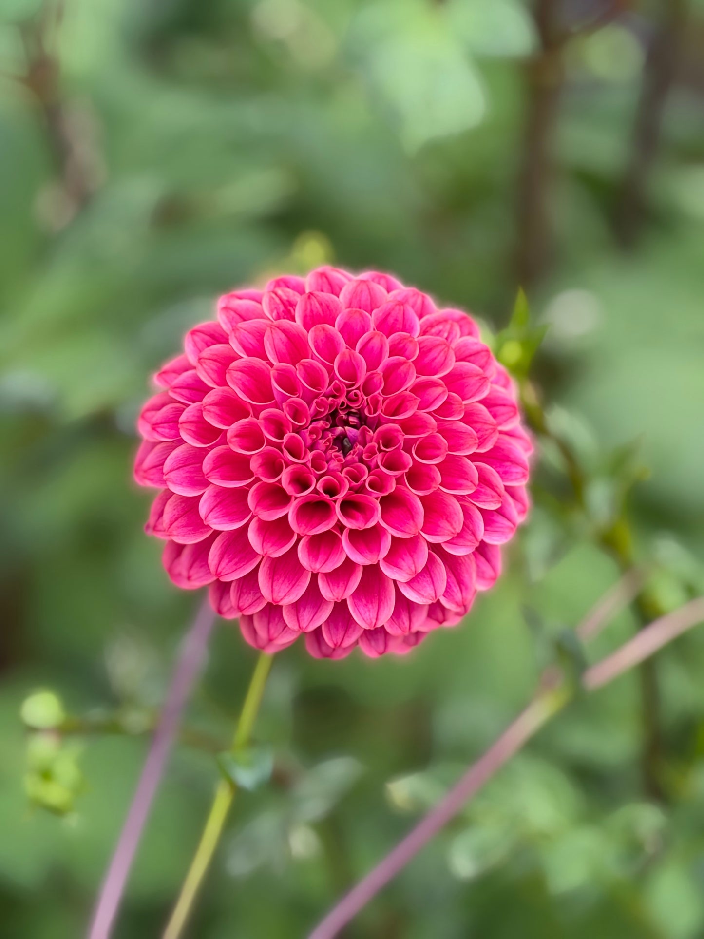 Florelie Omen