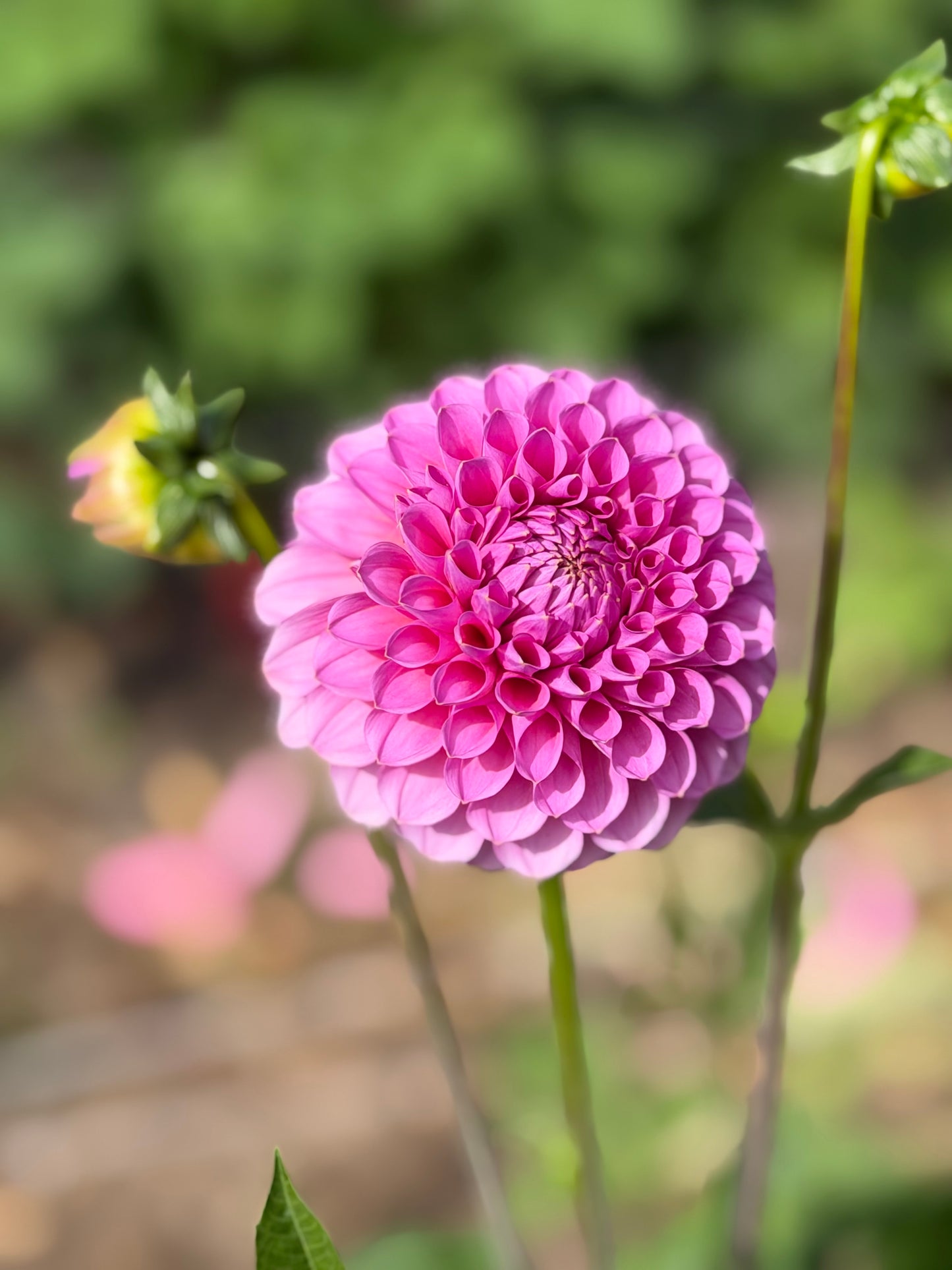 Florelie Lizzie Lou