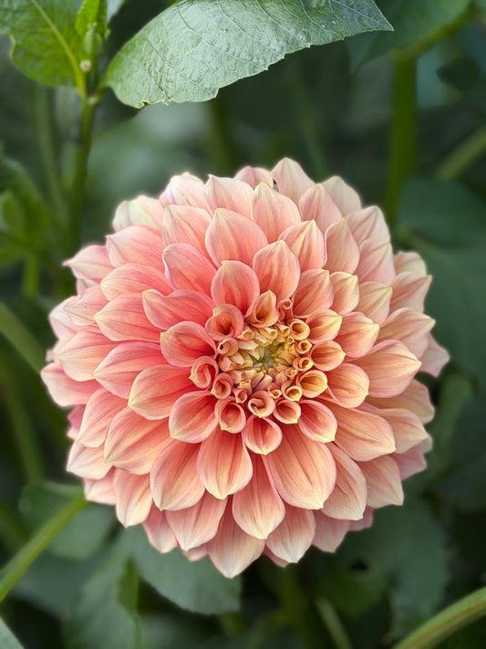 Everbloom Rockmelon