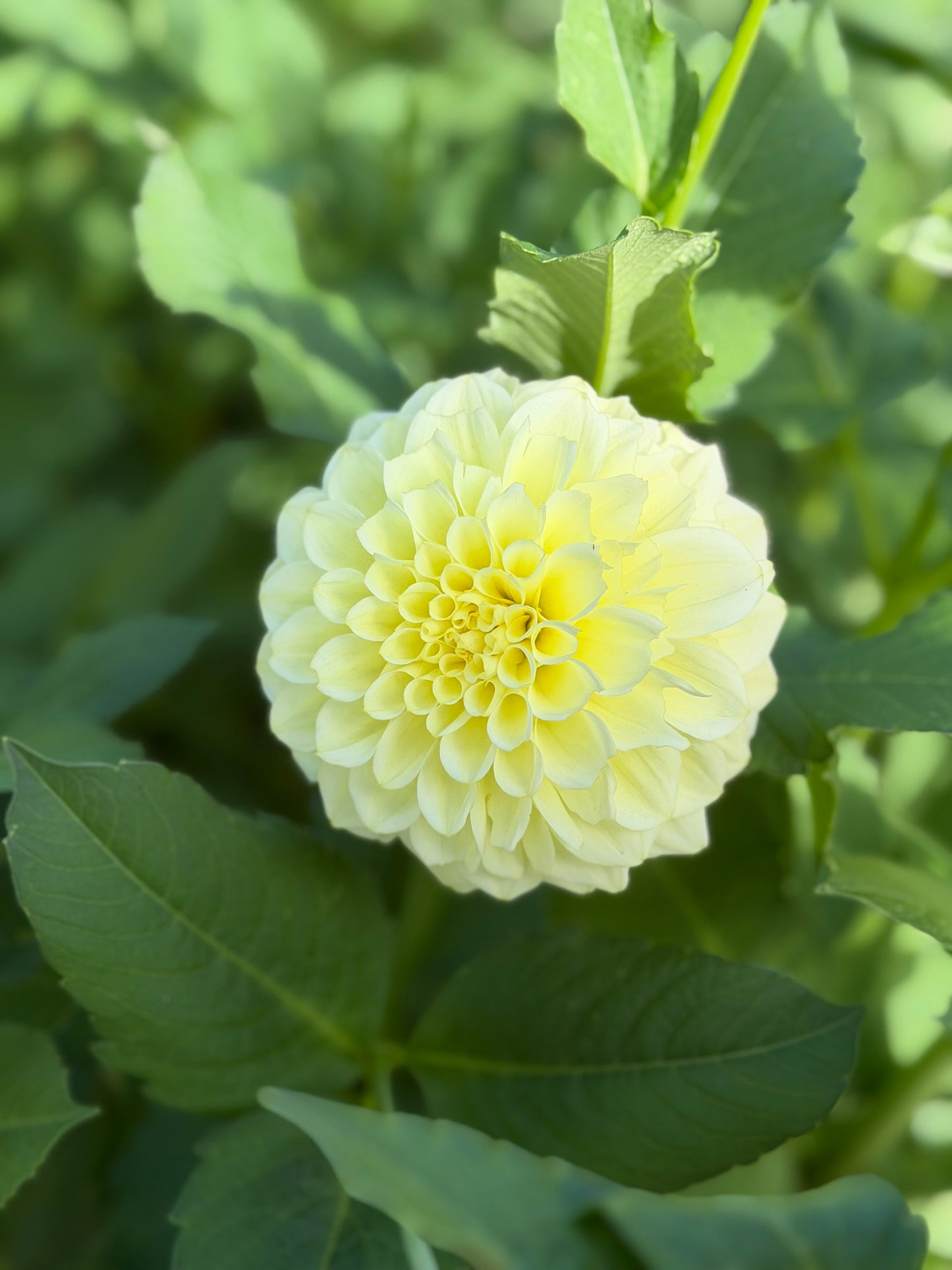 Florelie Limonata
