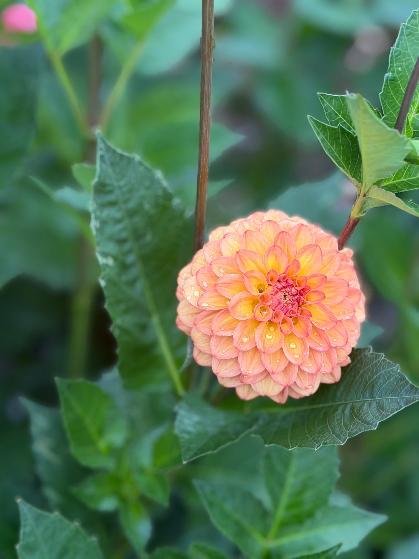 Florelie Mandarin