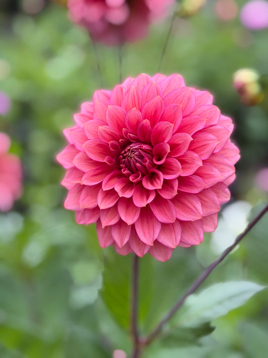 Florelie Guava