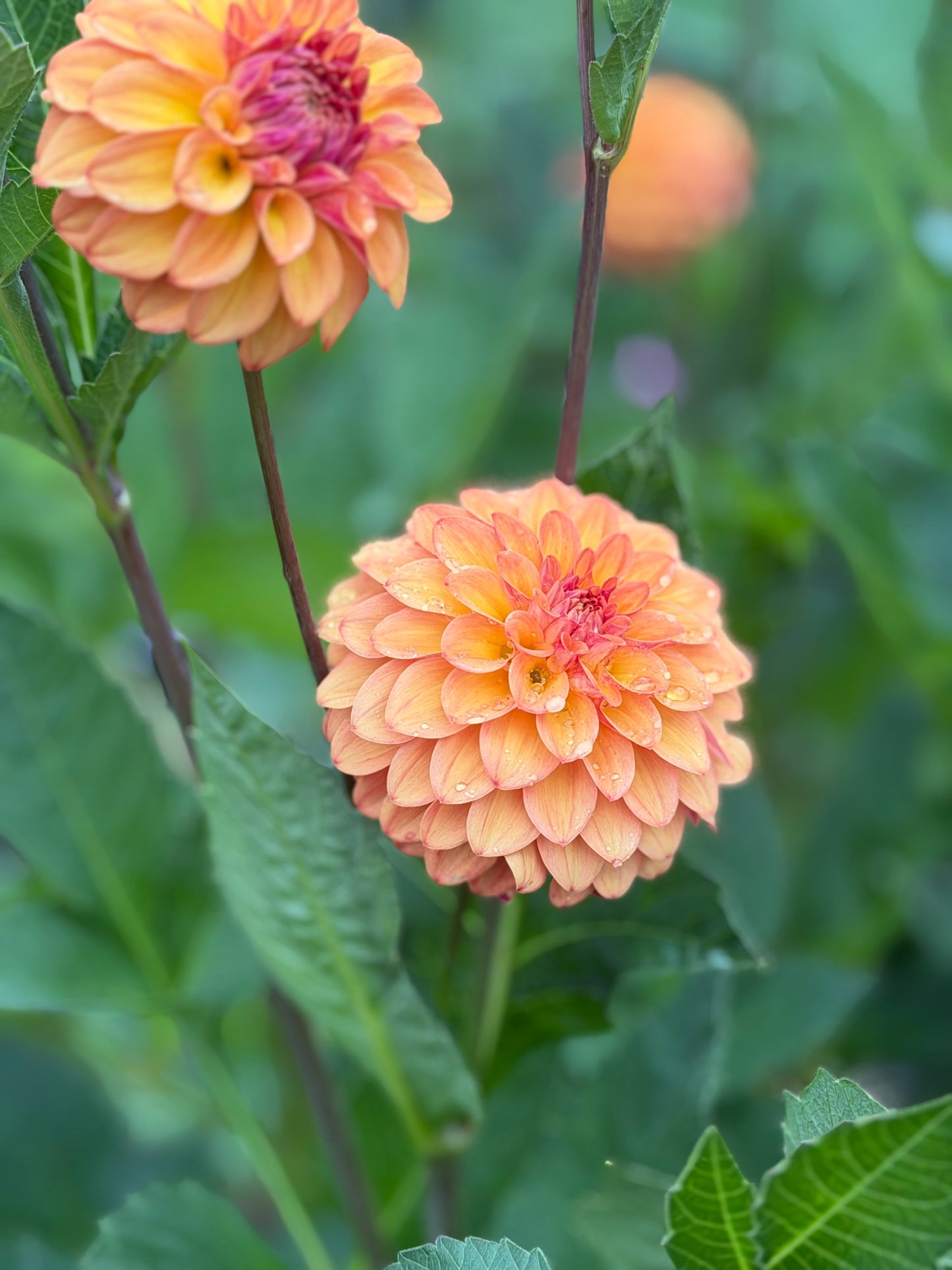Florelie Mandarin