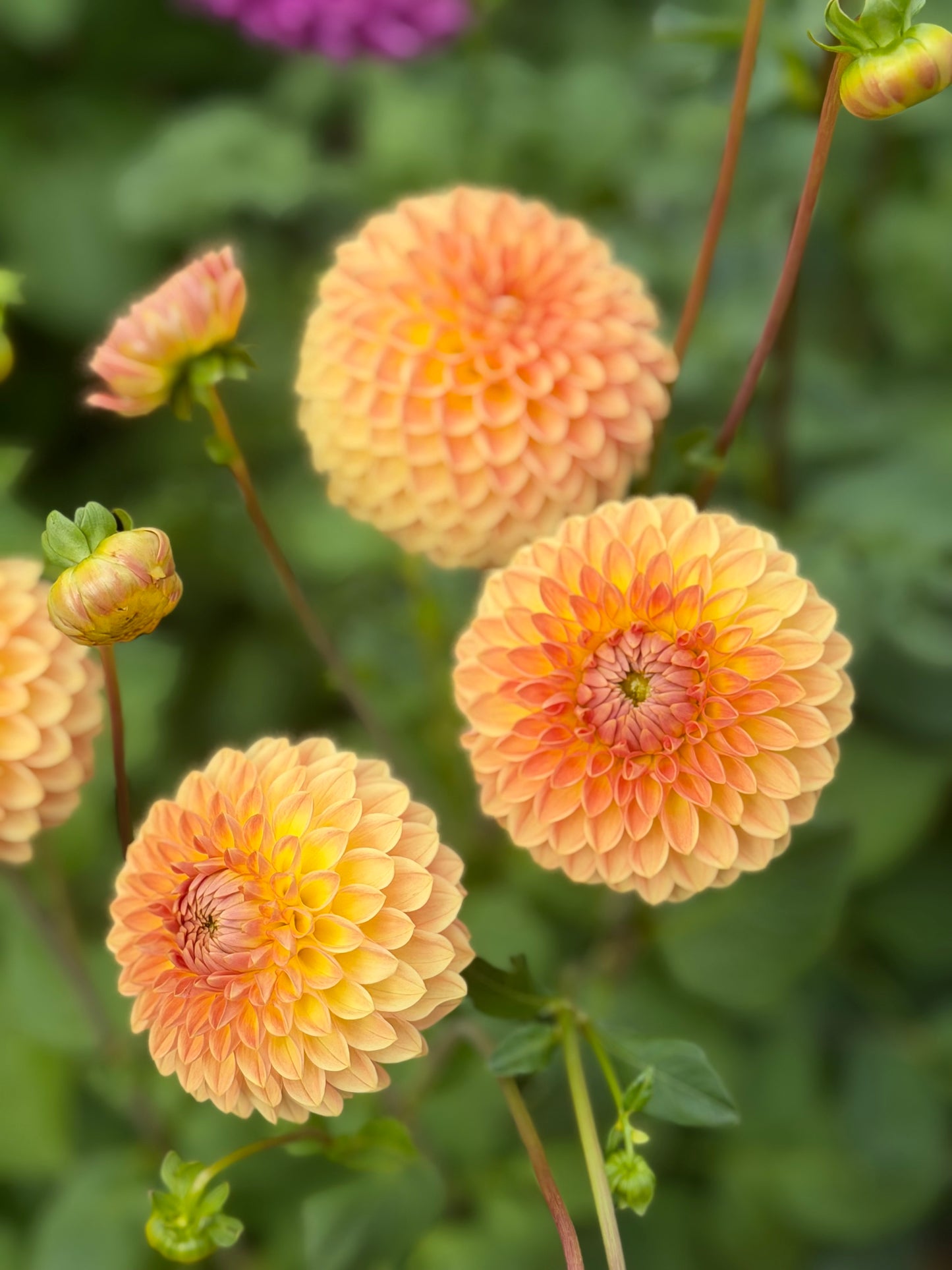 Blyton Softer Gleam