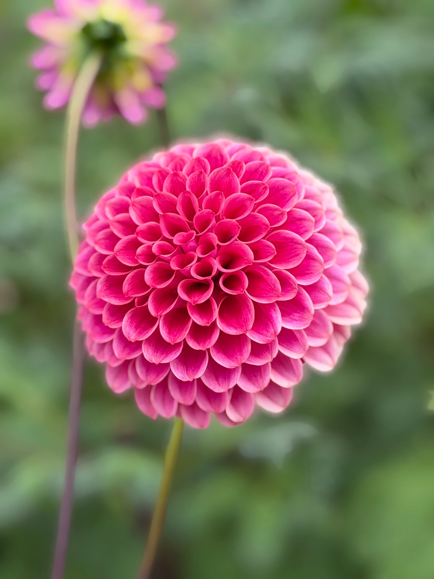 Florelie Omen