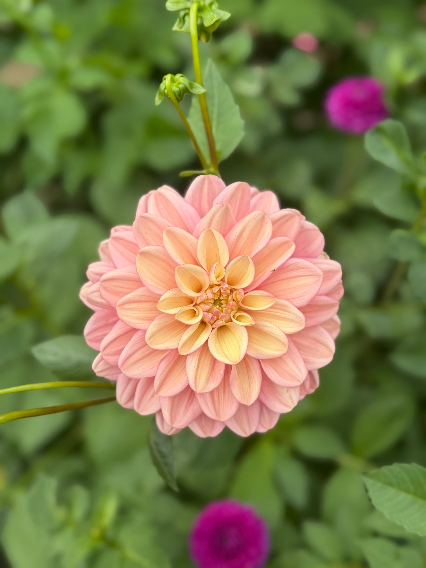 Florelie Kindness