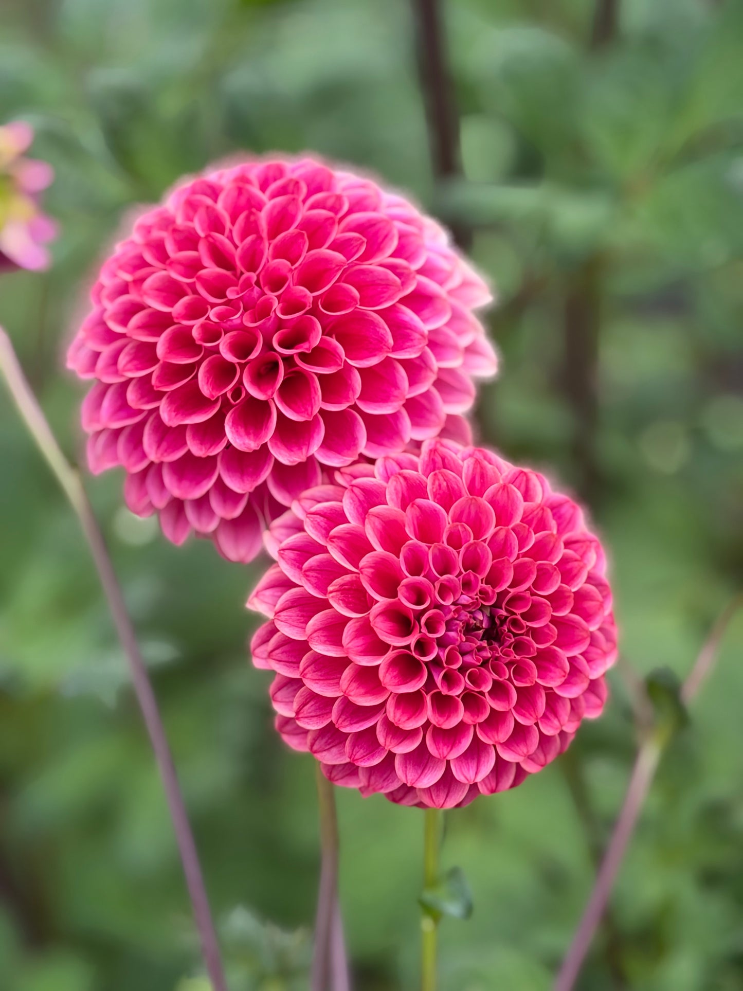 Florelie Omen