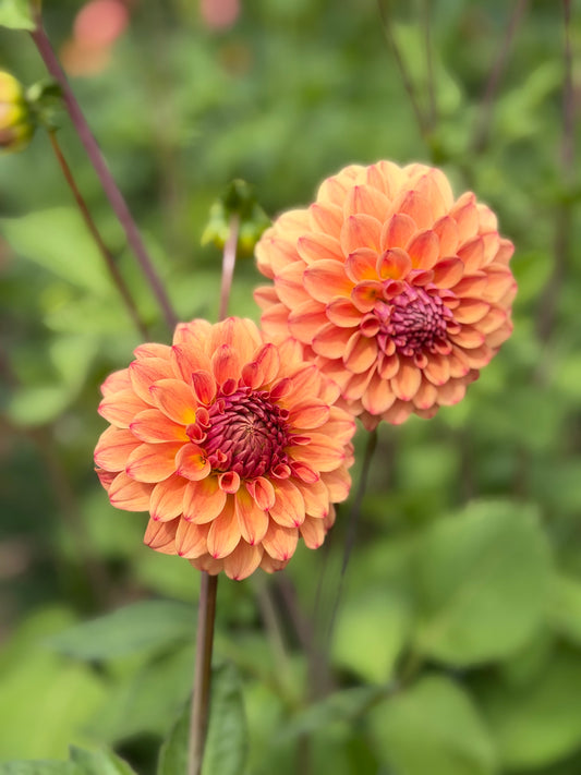 Everbloom Shanti