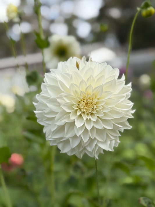 Florelie Whipped Cream