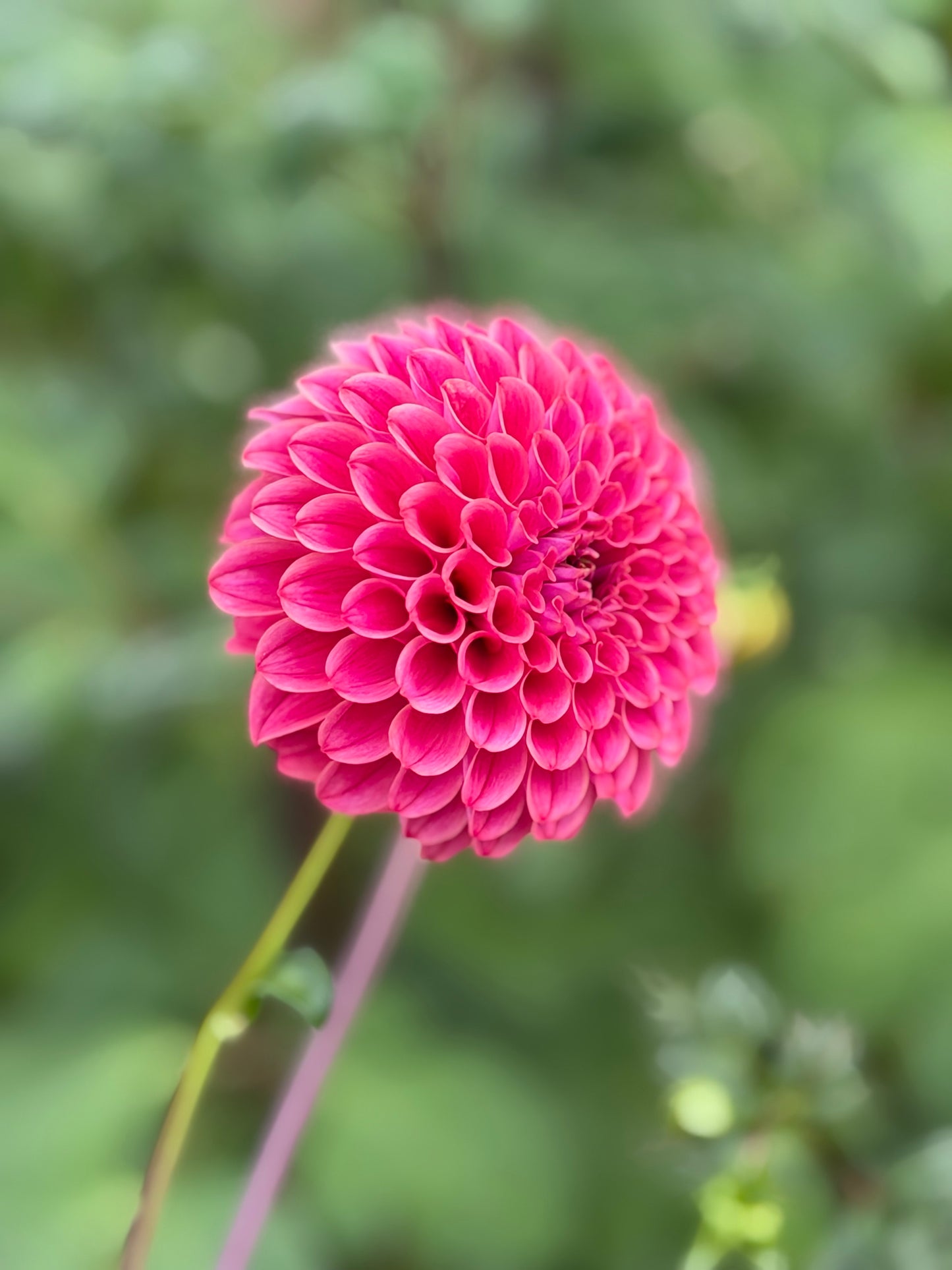 Florelie Omen