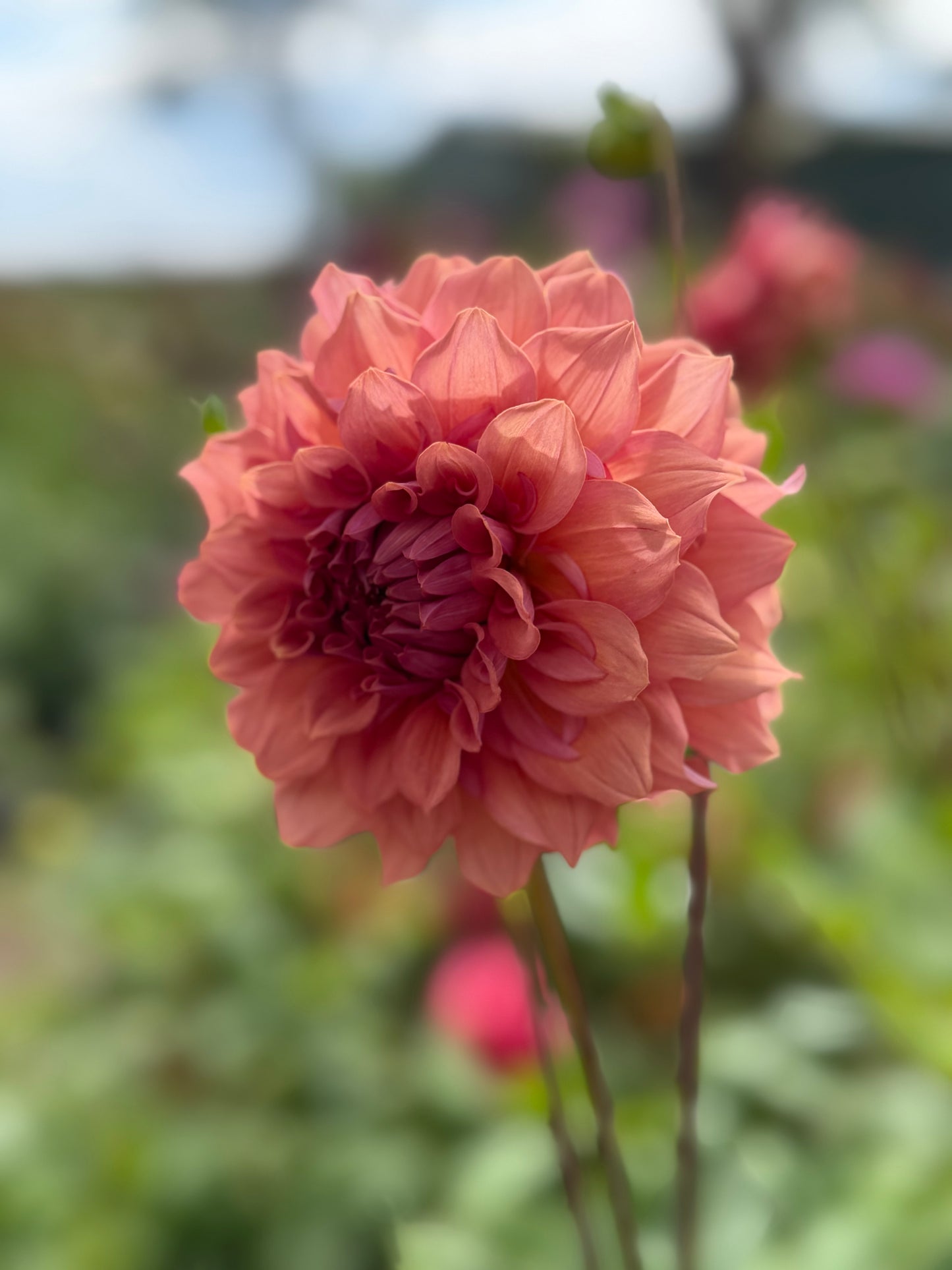 Lileah Saffron Petticoats