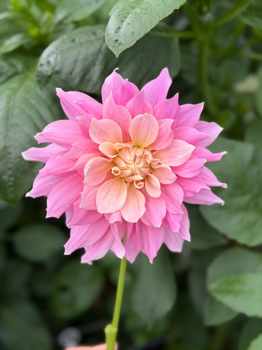 Cerise Rosebud