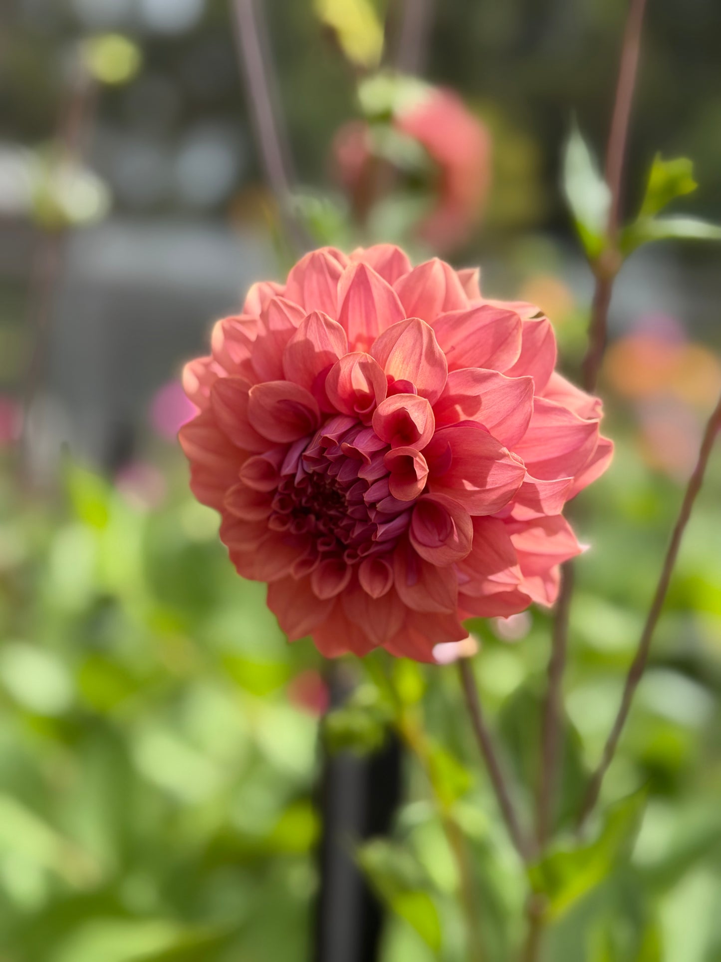 Lileah Saffron Petticoats