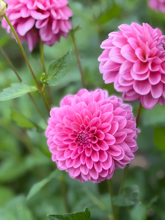 Pink Show