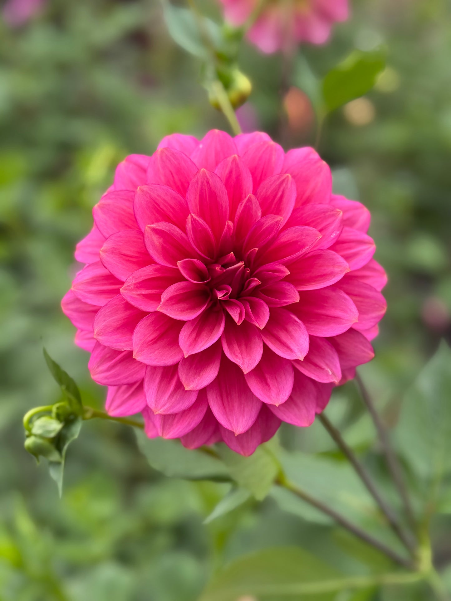 Florelie Guava