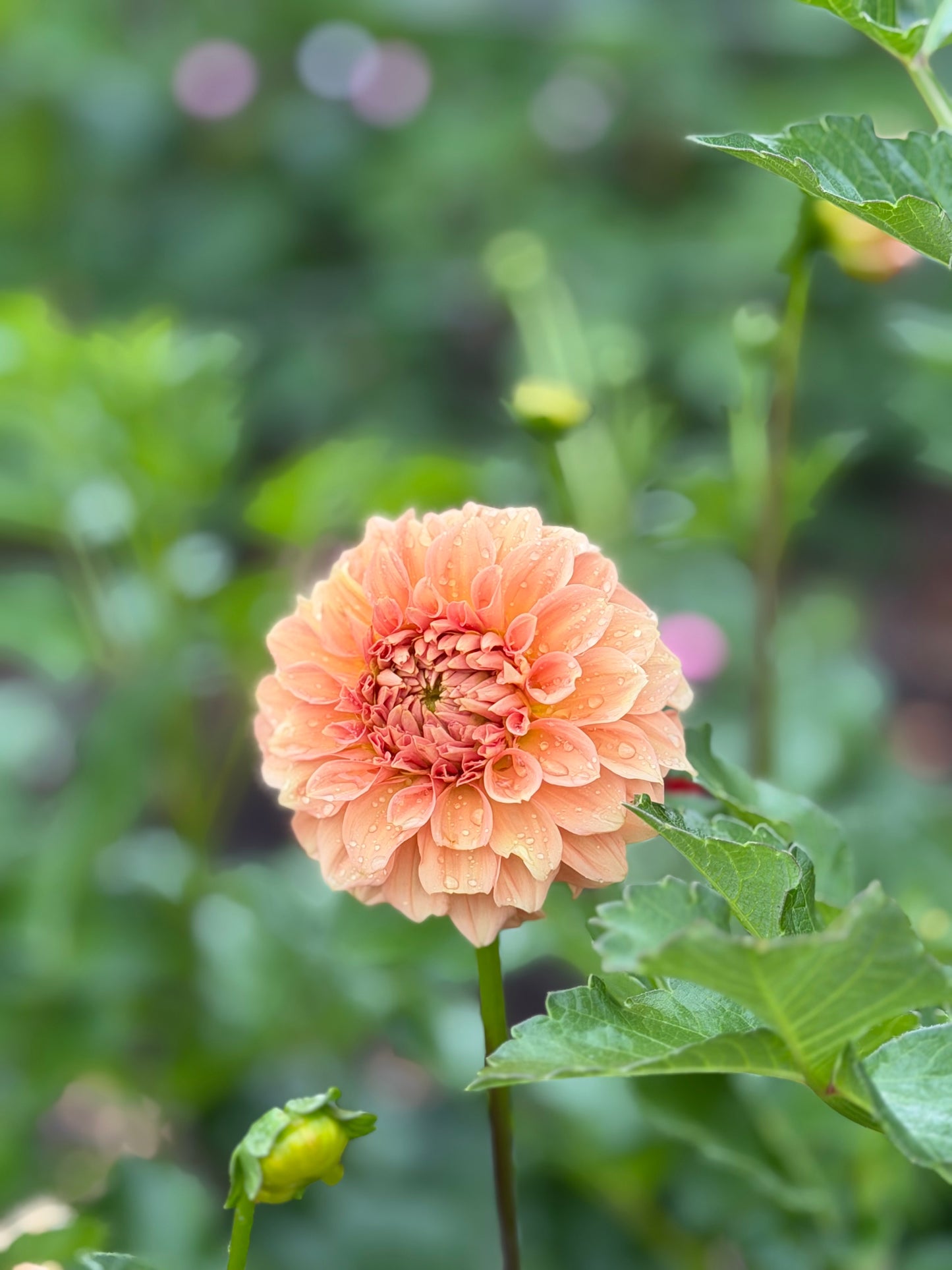 Florelie Nectar