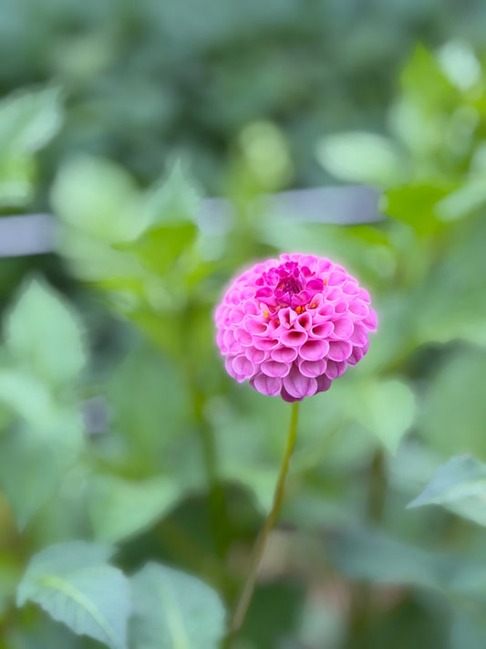 Willo Fairy Pompom