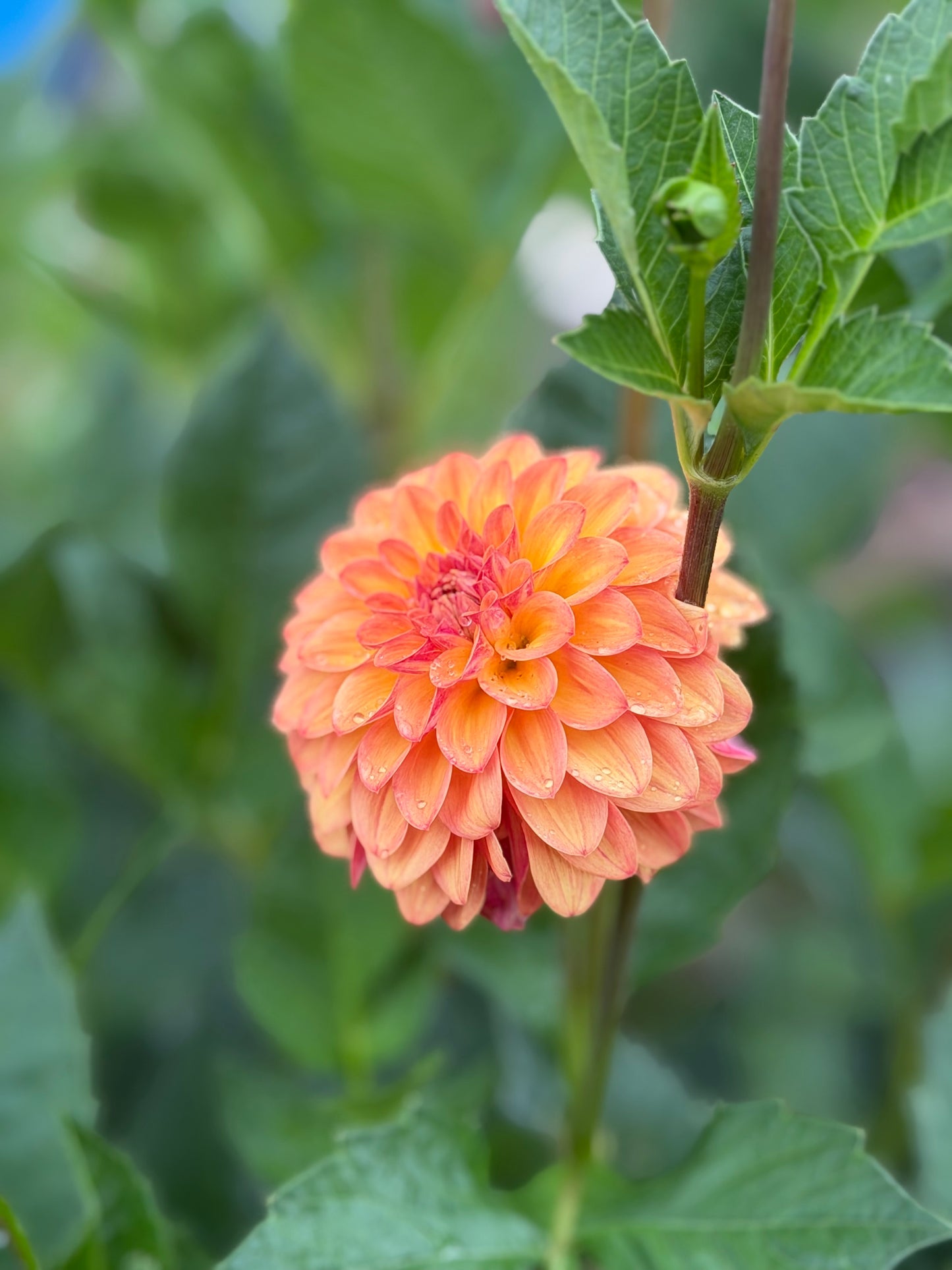 Florelie Mandarin