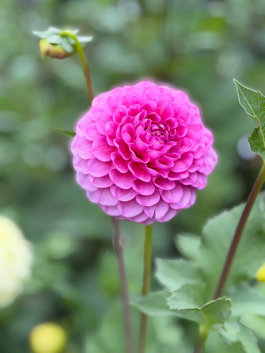 Florelie Lizzie Lou