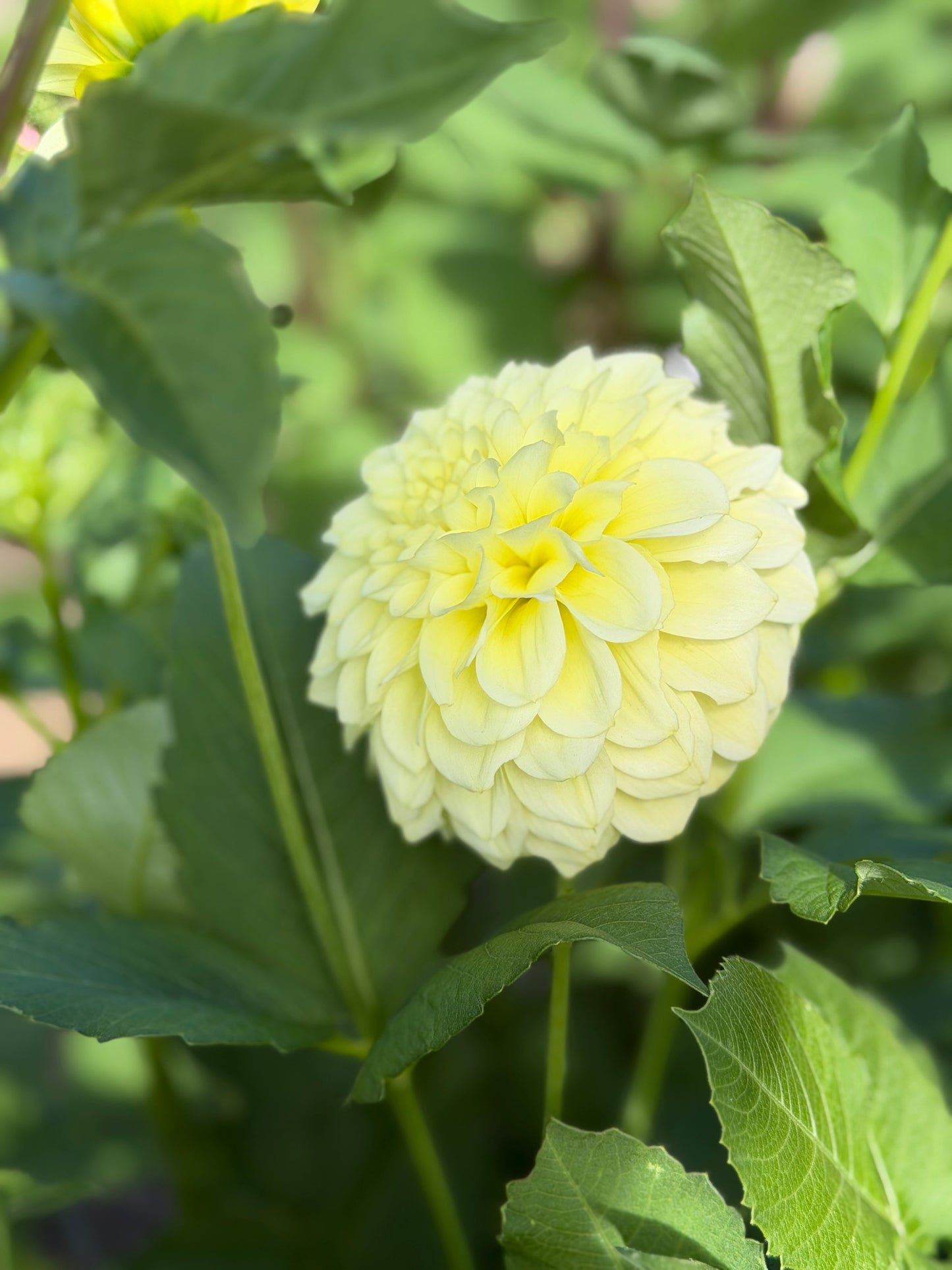 Florelie Limonata