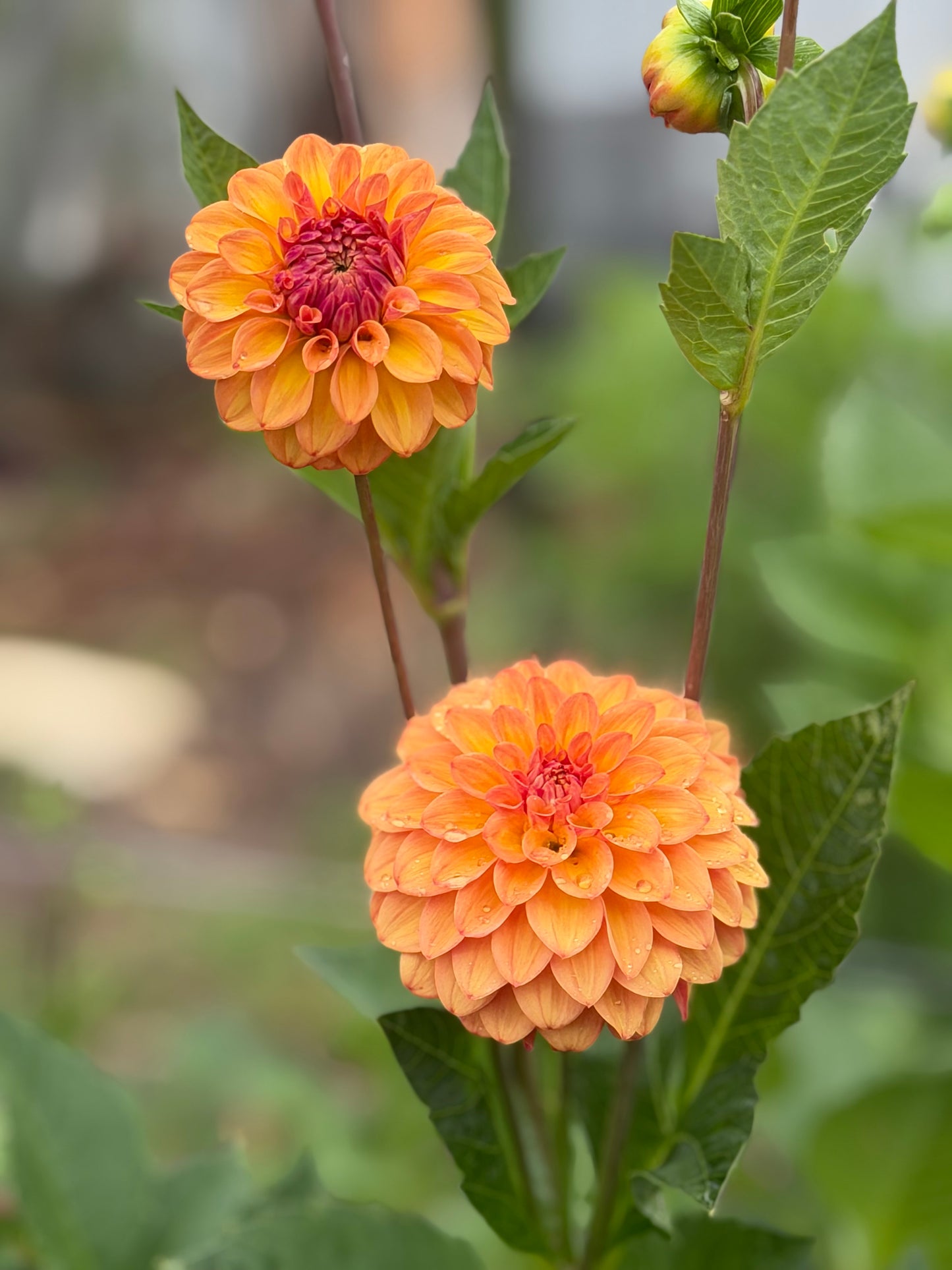 Florelie Mandarin