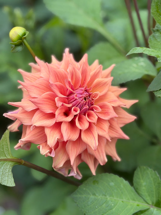 Everbloom Terracotta