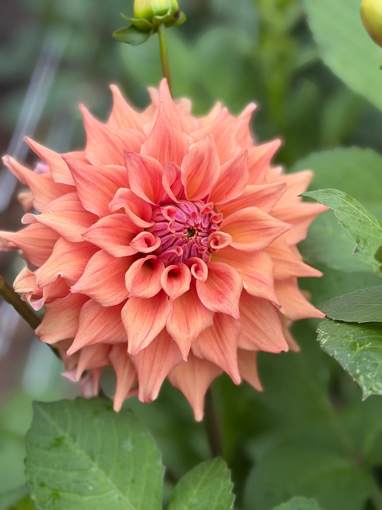 Everbloom Terracotta