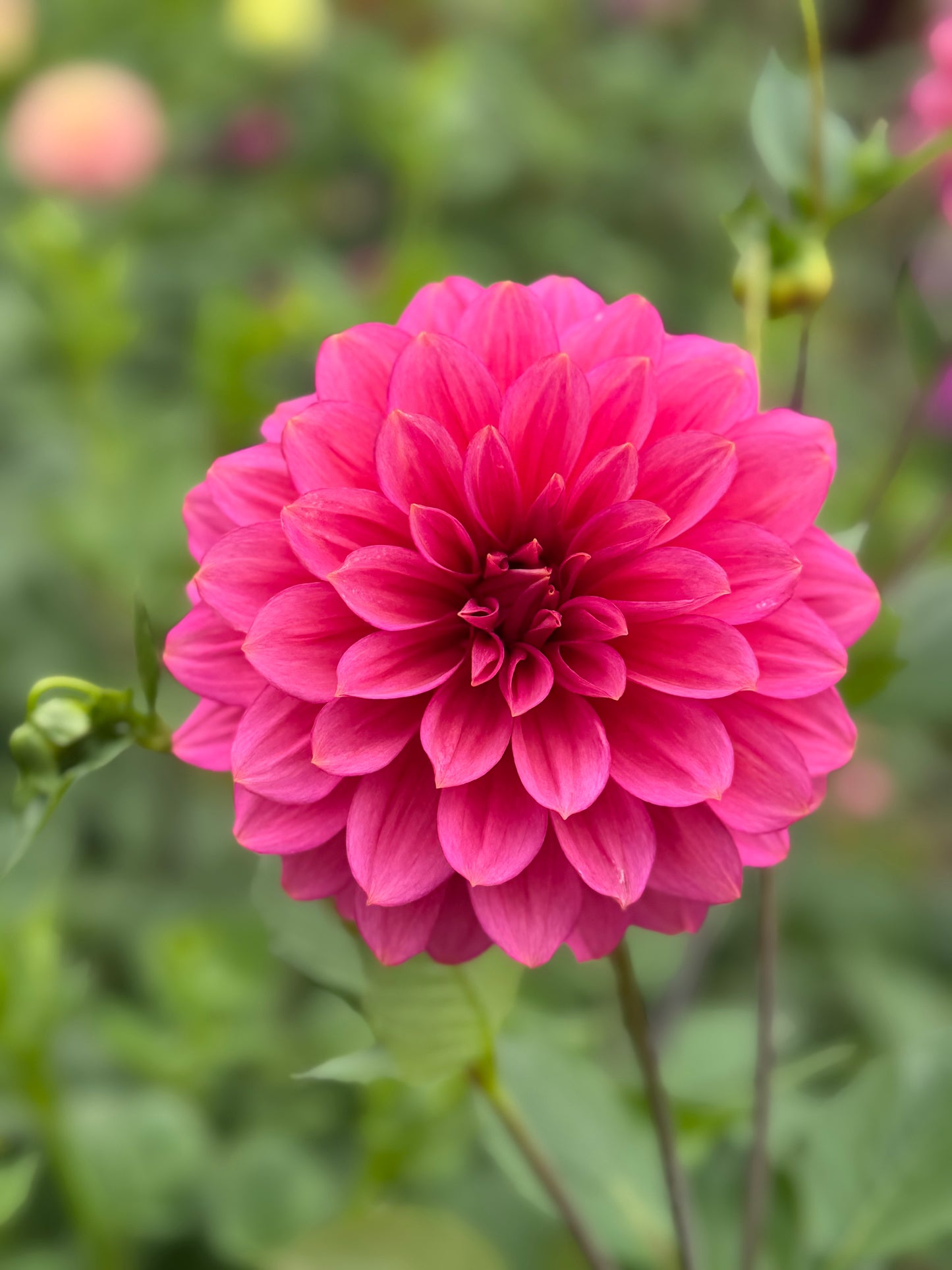 Florelie Guava