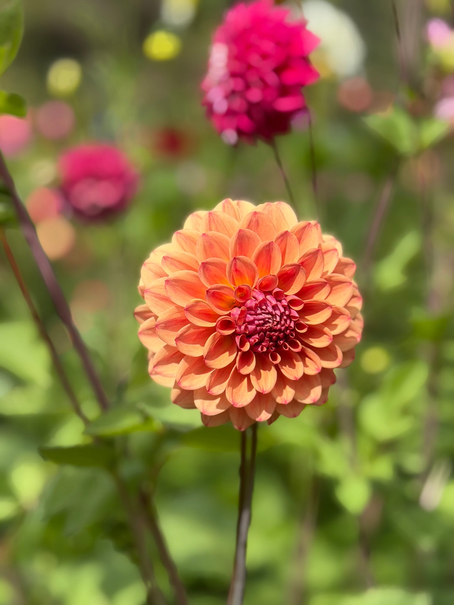 Everbloom Shanti