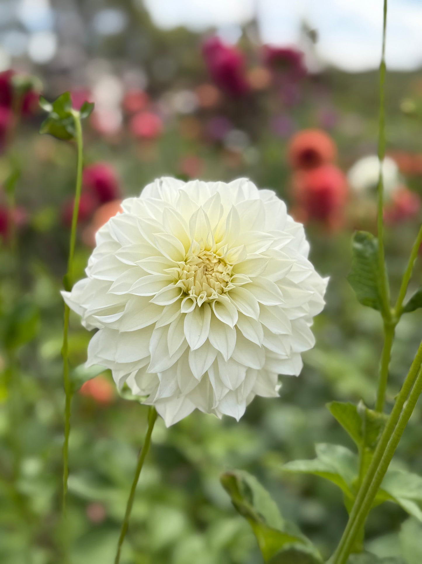 Florelie Whipped Cream