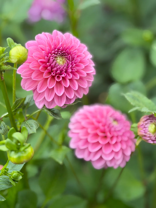Pink Wonder