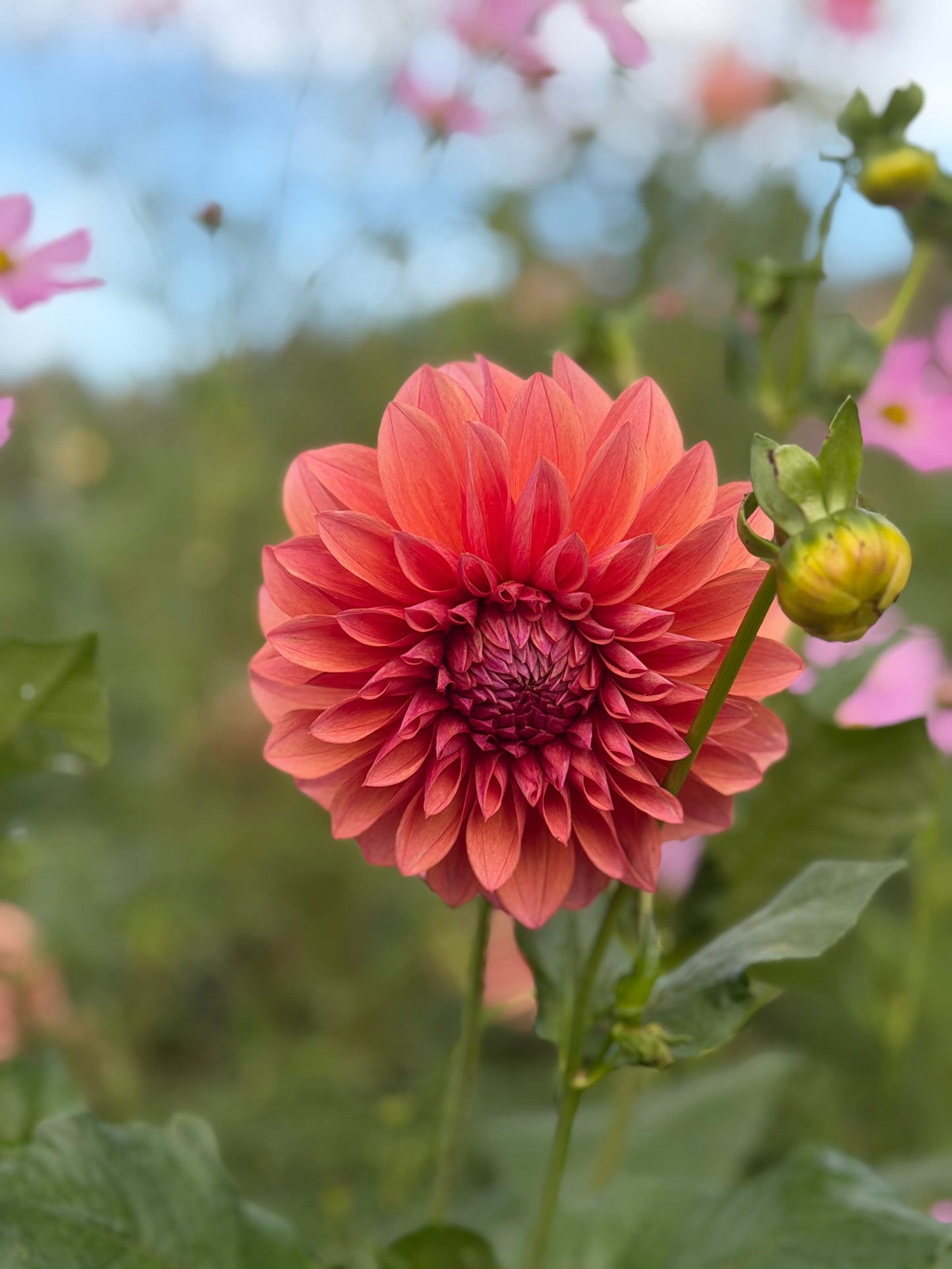 Everbloom Aura