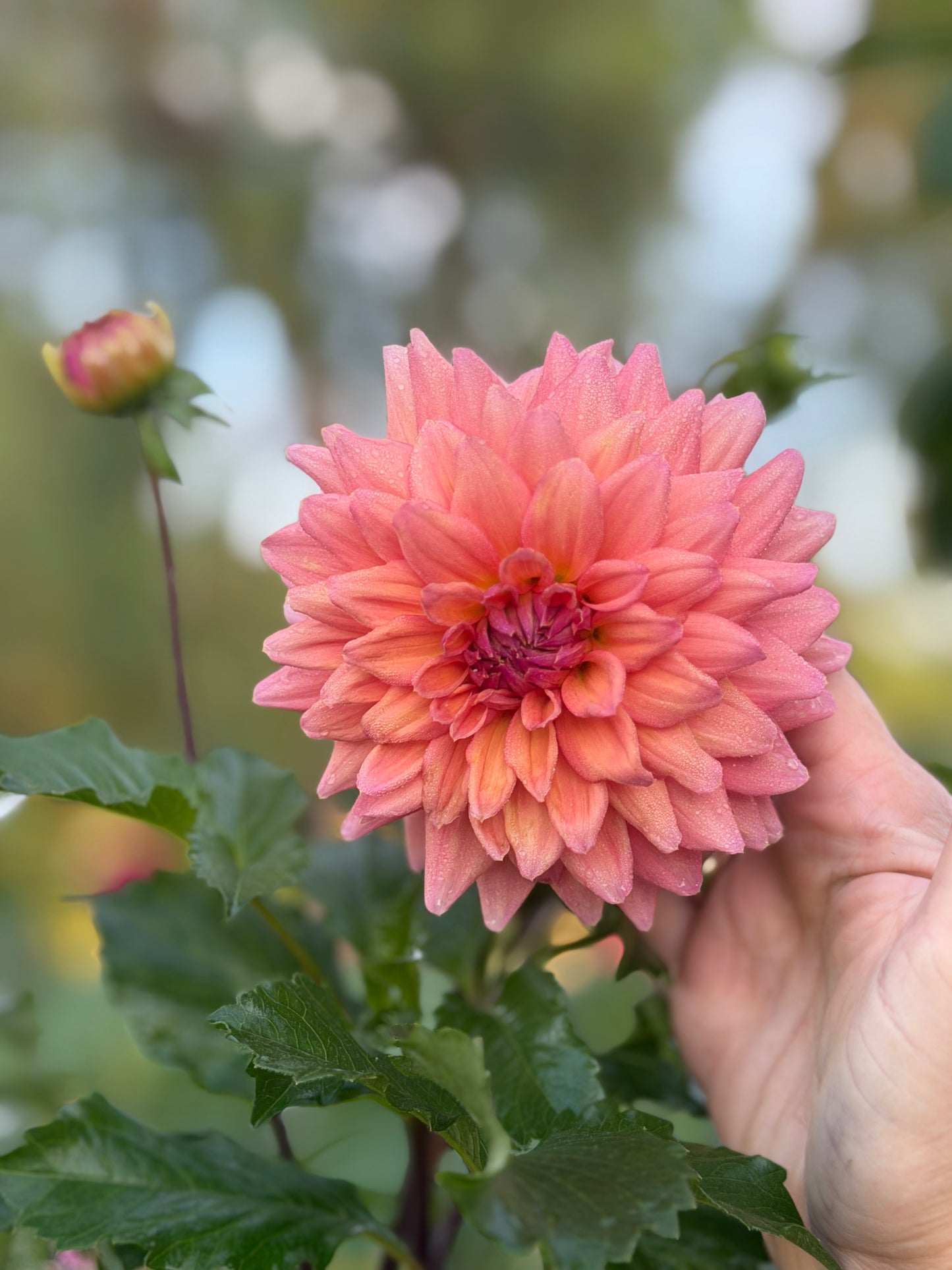 African Peach