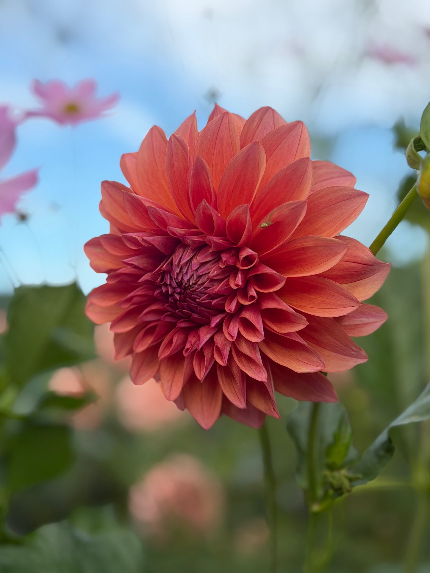 Everbloom Aura