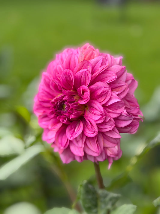 Lileah Pink Petticoats