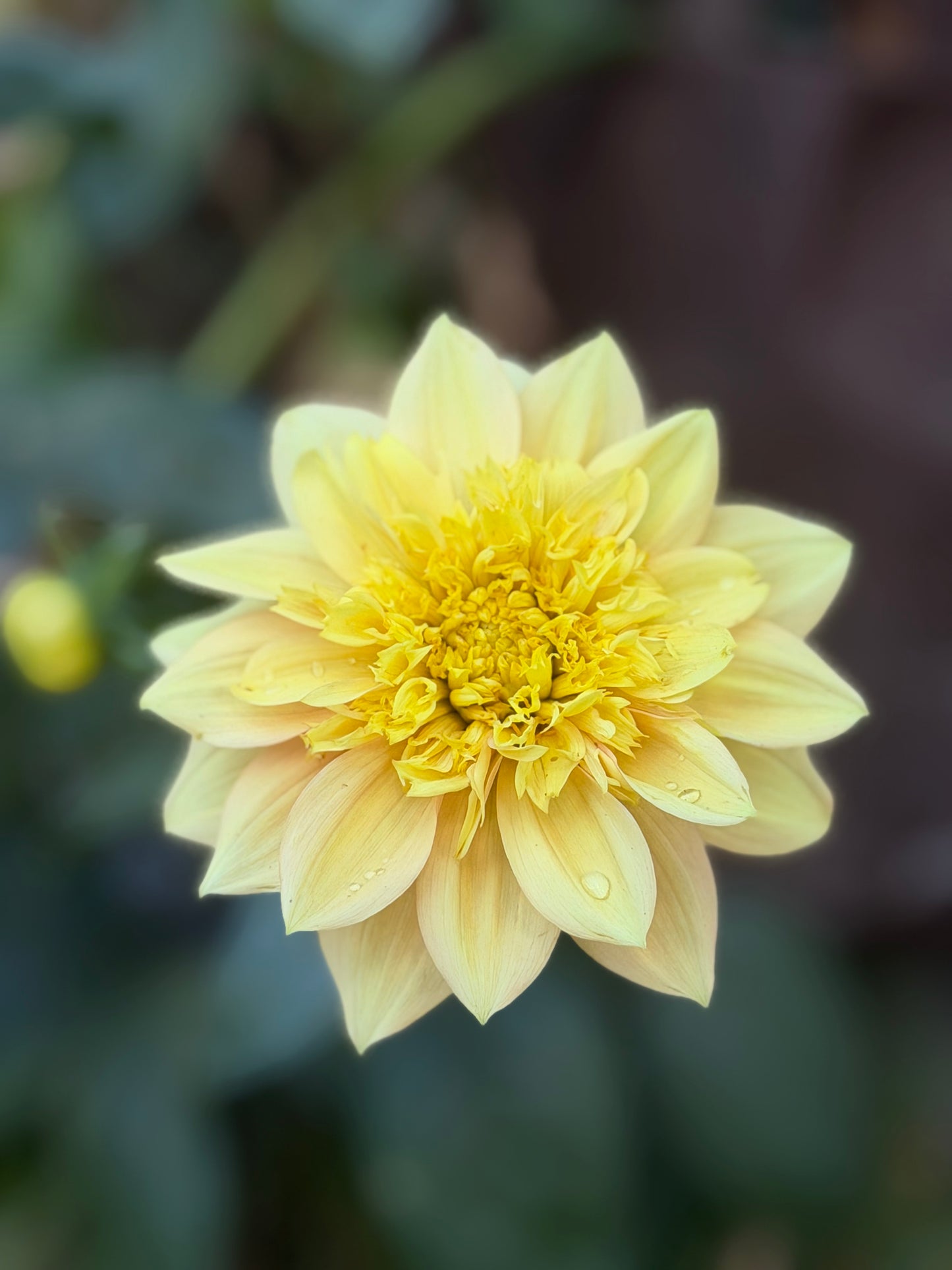 Everbloom Lioness