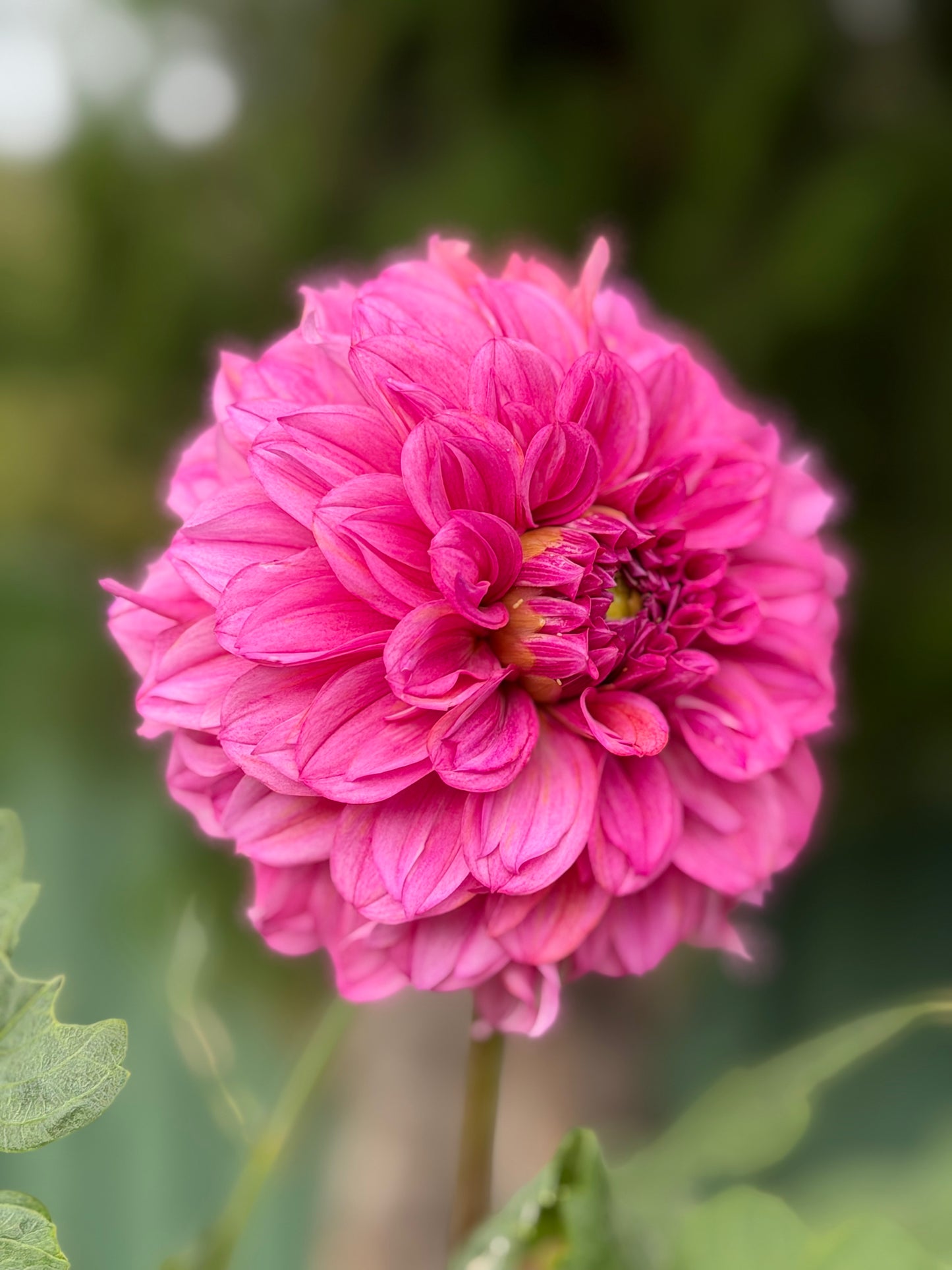 Lileah Pink Petticoats