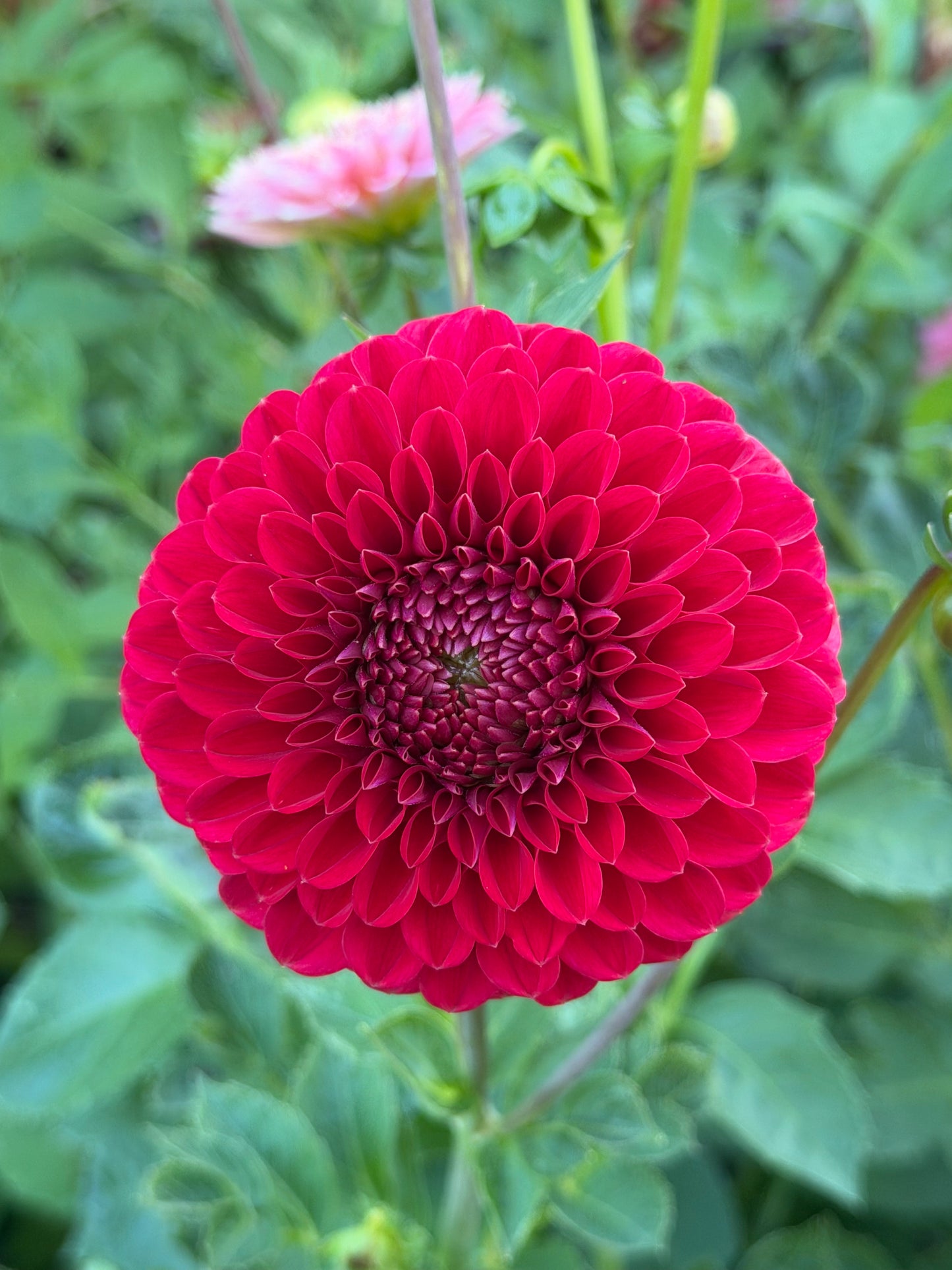 Florelie Vendetta