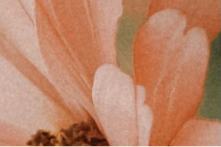 Close-up of a flower with soft focus